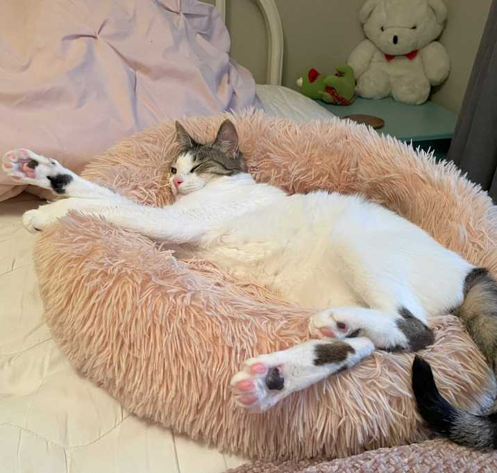Photo of Bailey