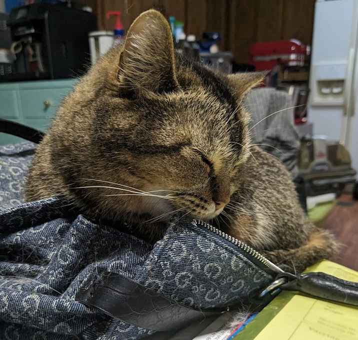 Photo of Totie