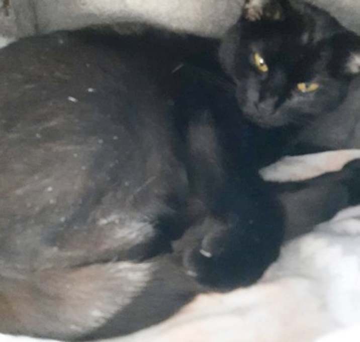 Photo of Brownie