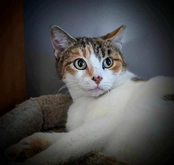 Photo of Sweetie