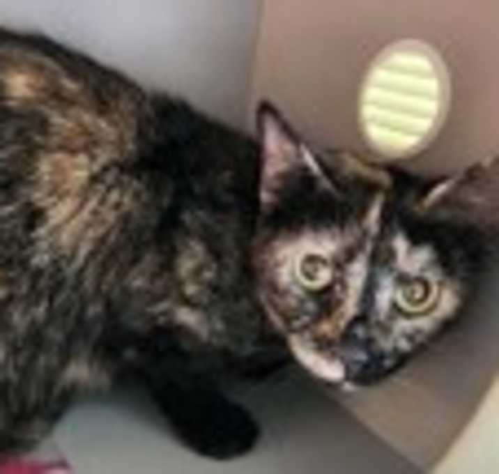 Photo of Taffy
