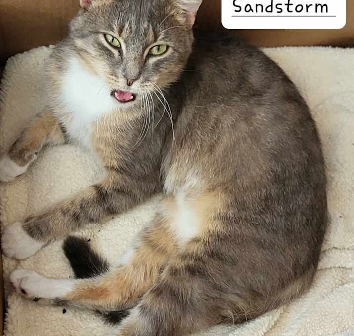 Photo of Sandstorm