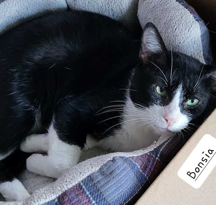 Photo of Bonsai