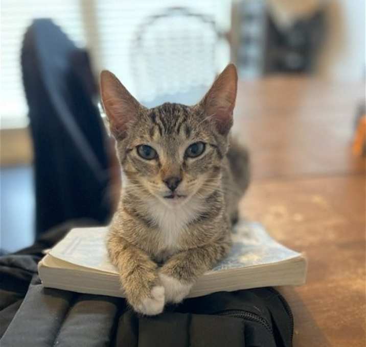 Photo of Socks