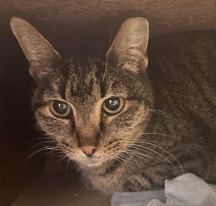 Photo of Mittens