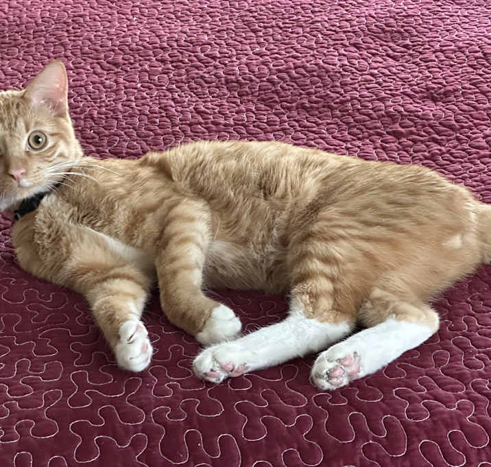 Photo of Atari