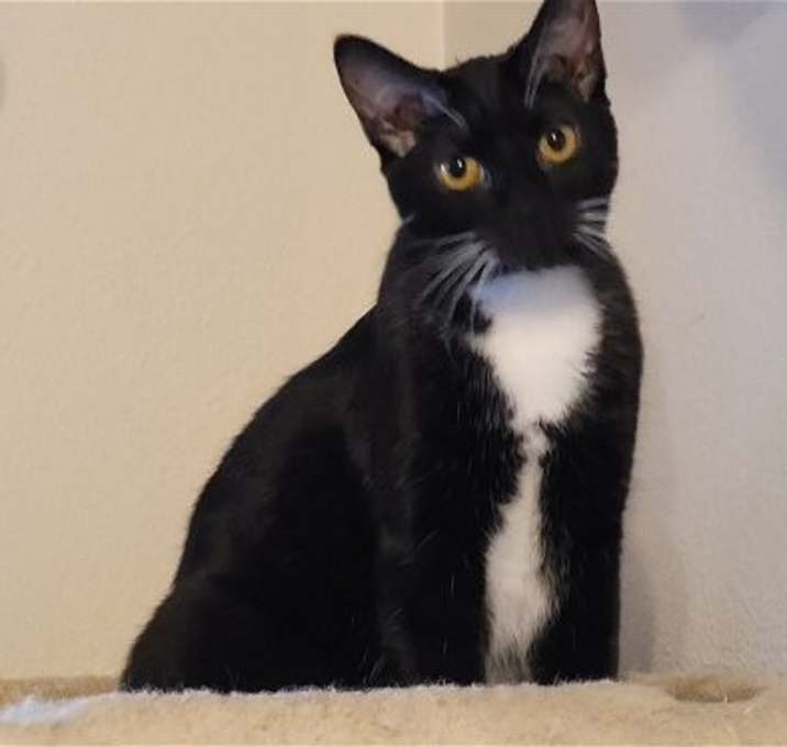 Photo of Tulip (Napa HM)