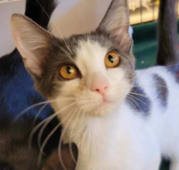 Photo of Octavia