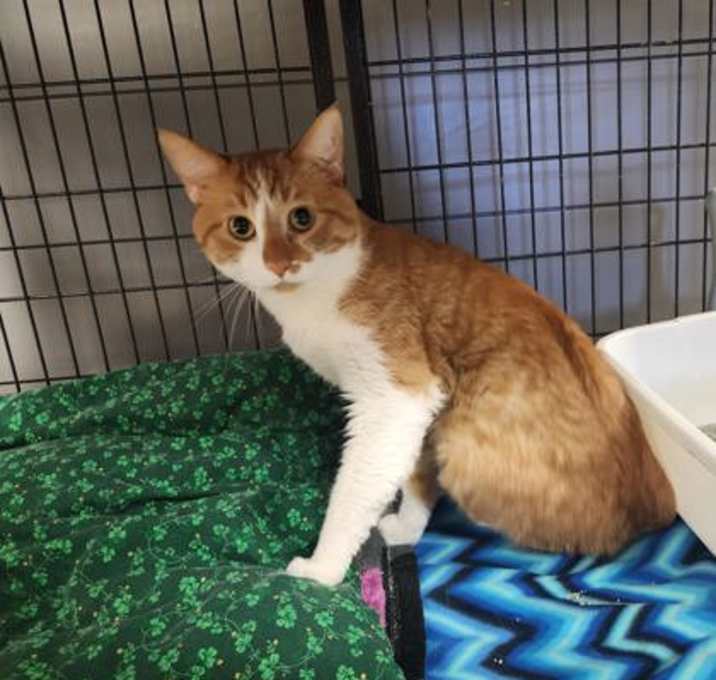 Photo of Queso