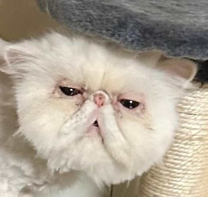 Photo of Whitey