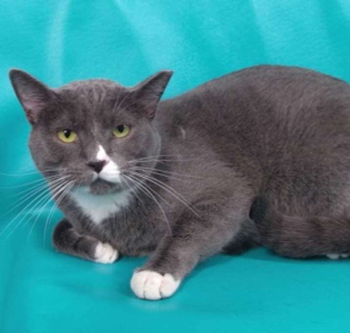 Photo of Scooter