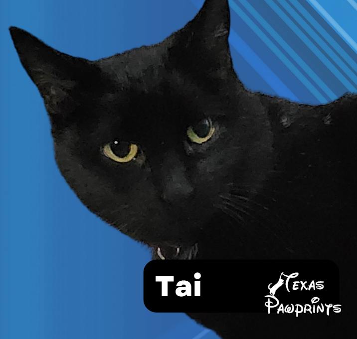 Photo of Tai