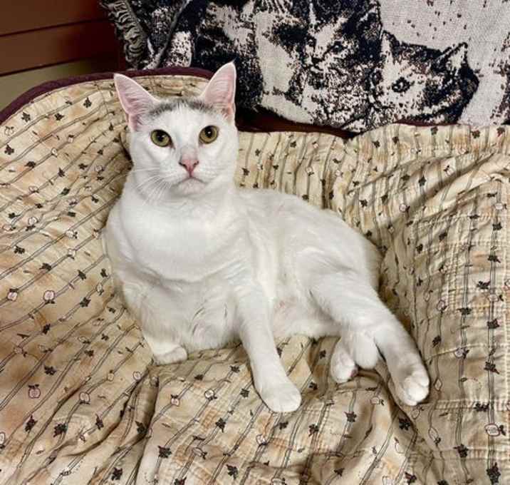 Photo of Cotton