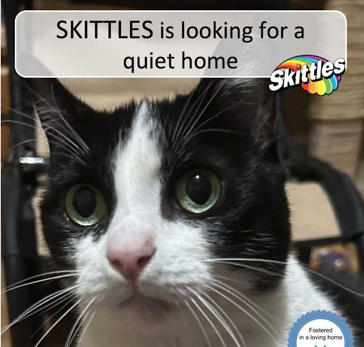 Photo of Skittles