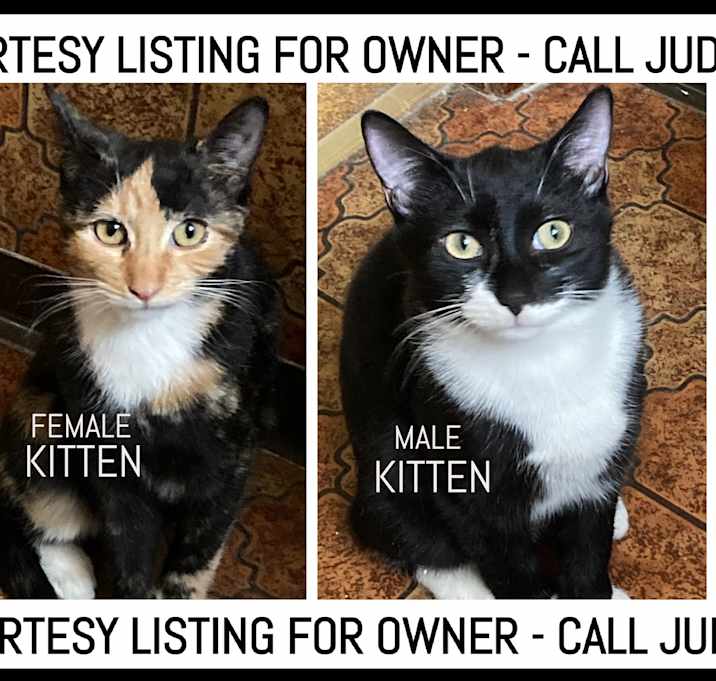 Photo of Calico & Tuxedo-COURTESY LIST