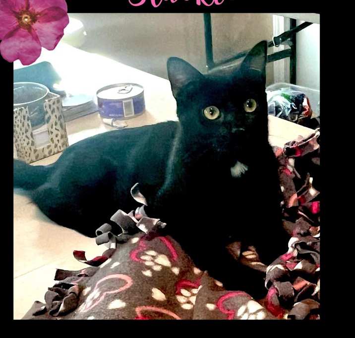 Photo of Blackie