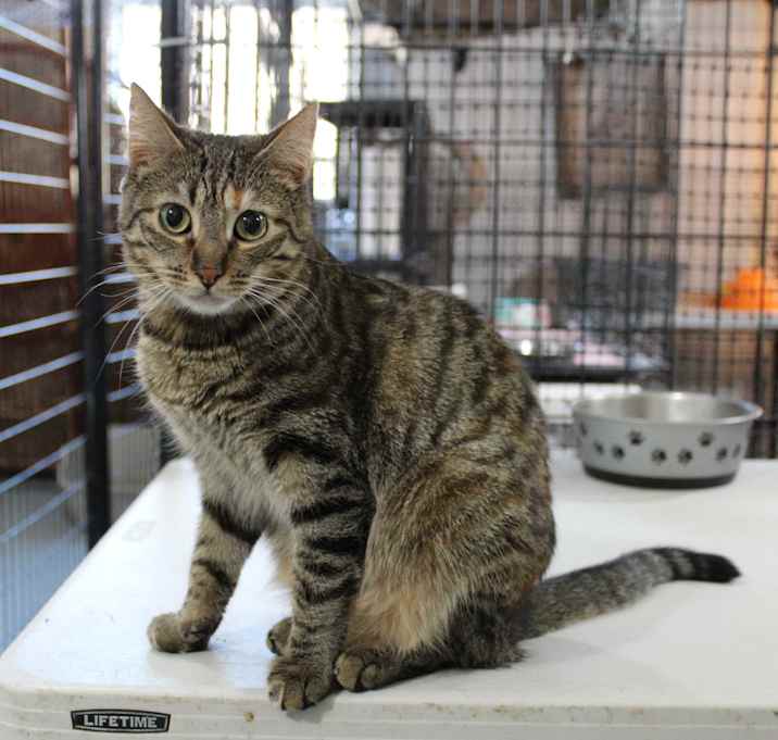 Photo of Chipper