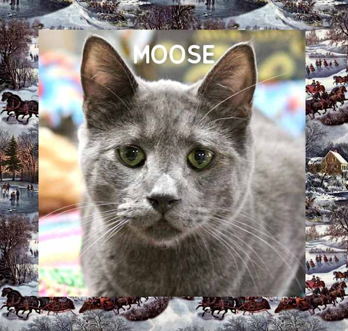 Photo of Moose