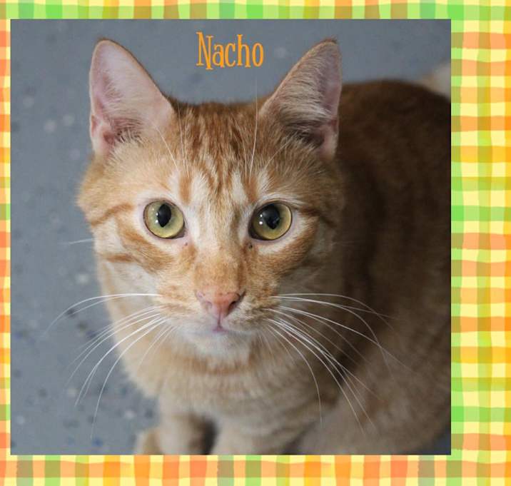 Photo of Nacho