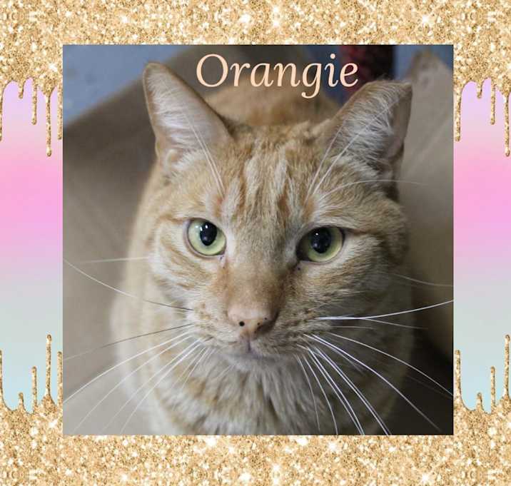 Photo of Orangie