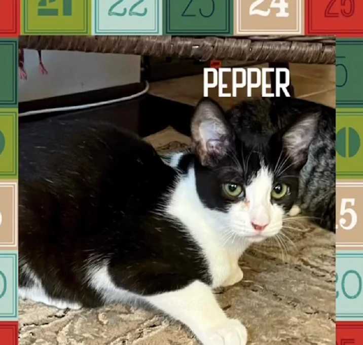 Photo of Pepper