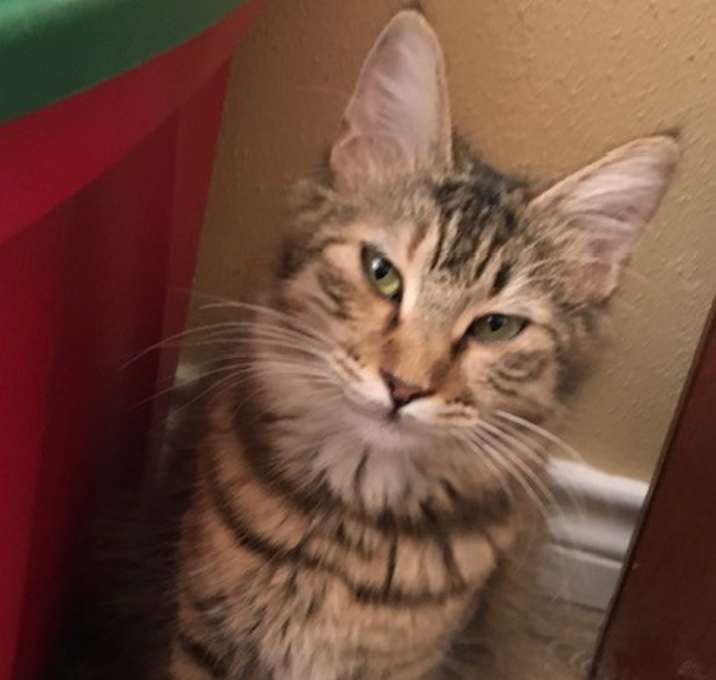 Photo of Ophelia