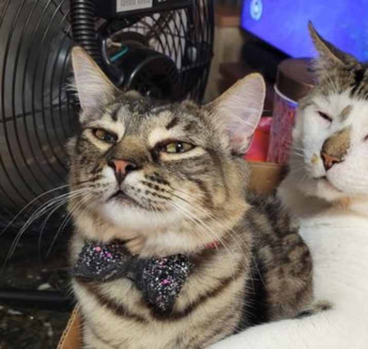Photo of Thunder (bonded with Broccoli)