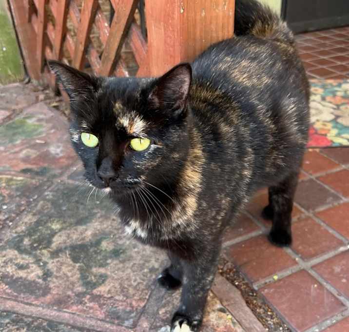 Photo of Sadie