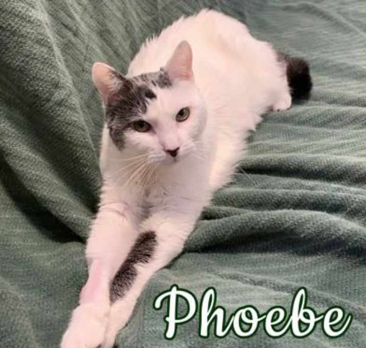 Photo of Phoebe
