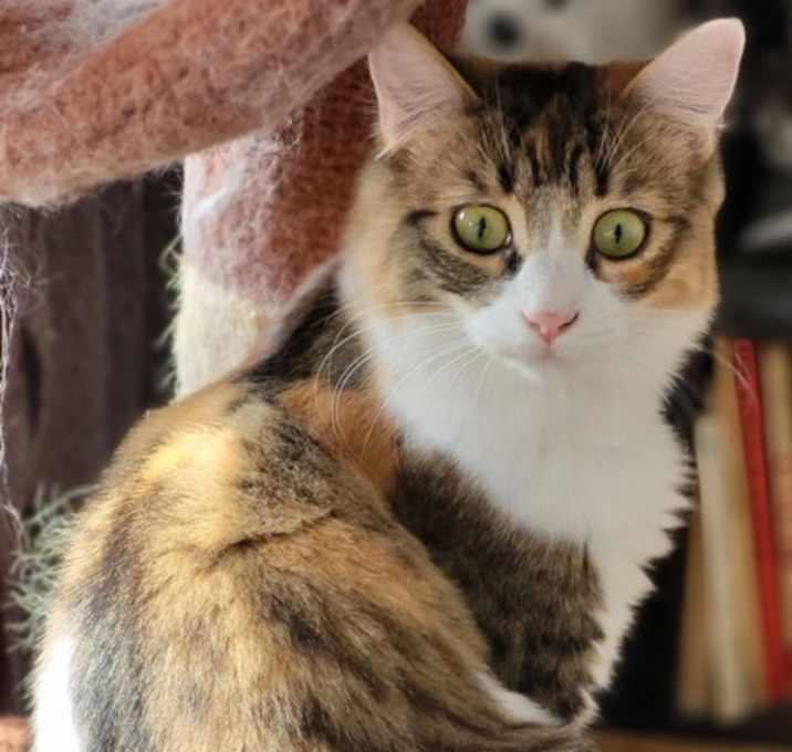 Photo of Nutmeg
