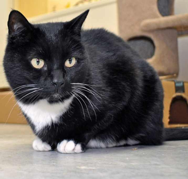Photo of Mittens