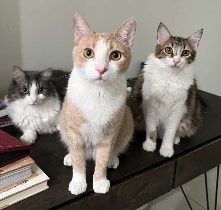 Photo of Stewie (bonded to Luffy)