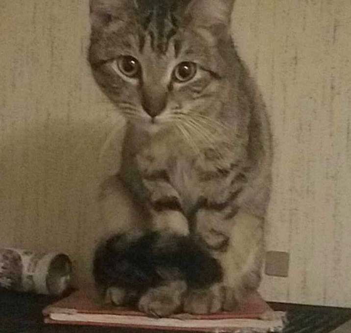 Photo of Sprinkles