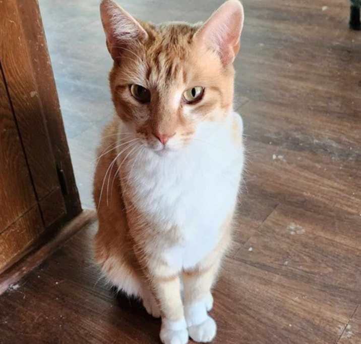 Photo of Milo