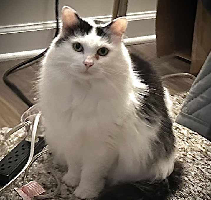 Photo of Sweetie - KB