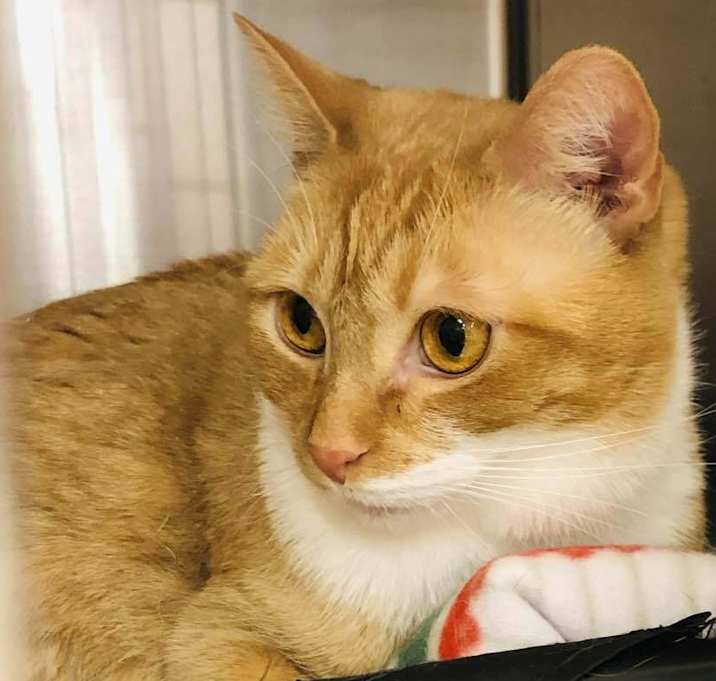 Photo of Mango ET