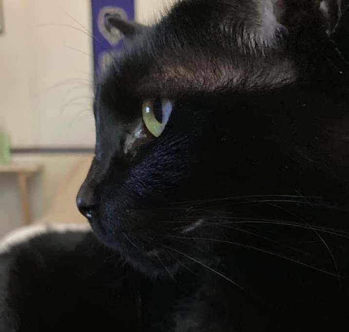 Photo of Lucky - LH