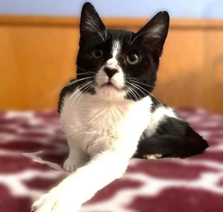 Photo of Scarlett