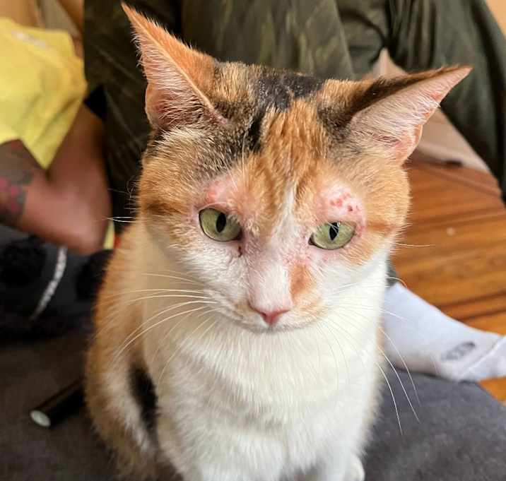 Photo of Sweet Potato