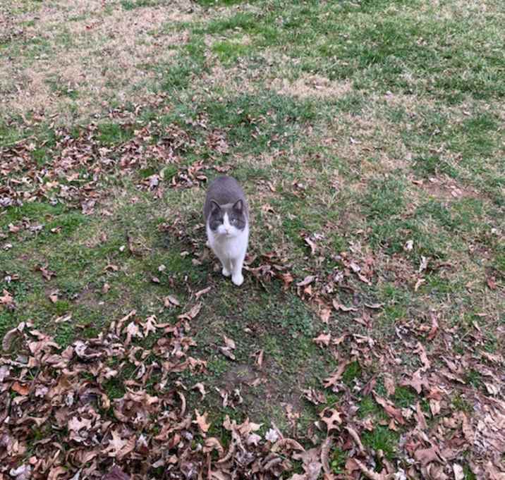 Photo of Cat