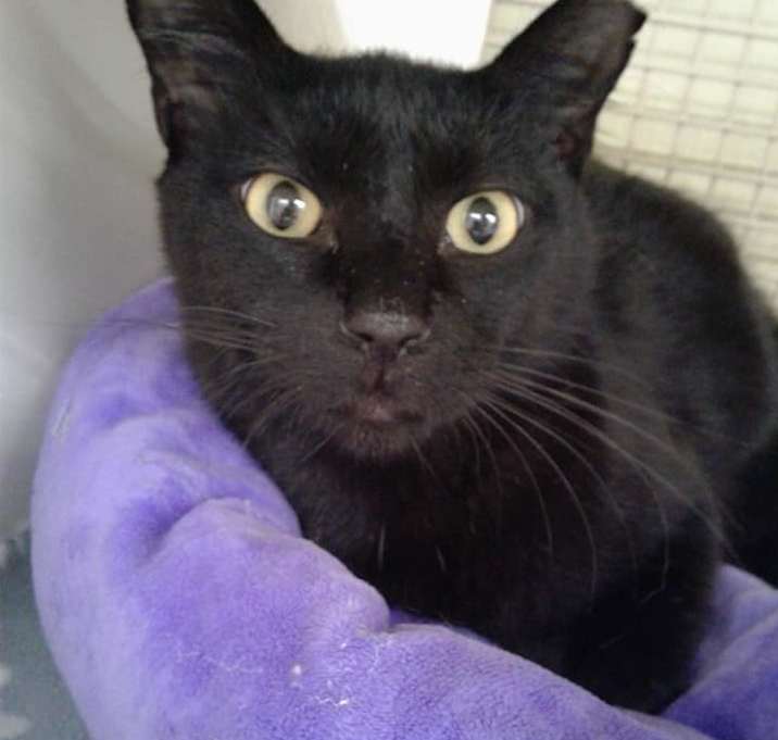 Photo of Nester AKA Ned 8906