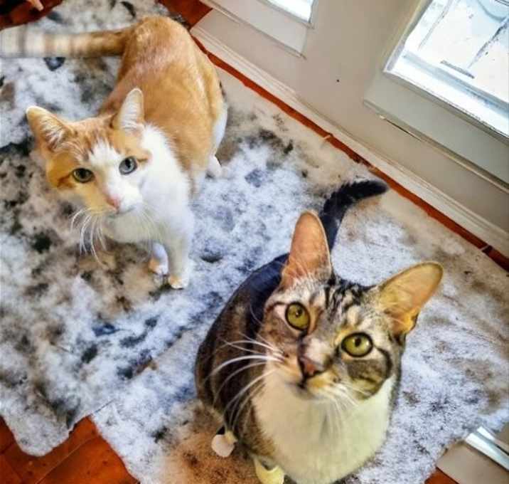 Photo of Mae & Henry  Senior Bonded Pair