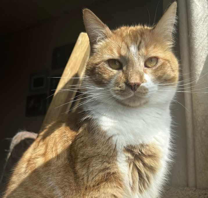Photo of Felix