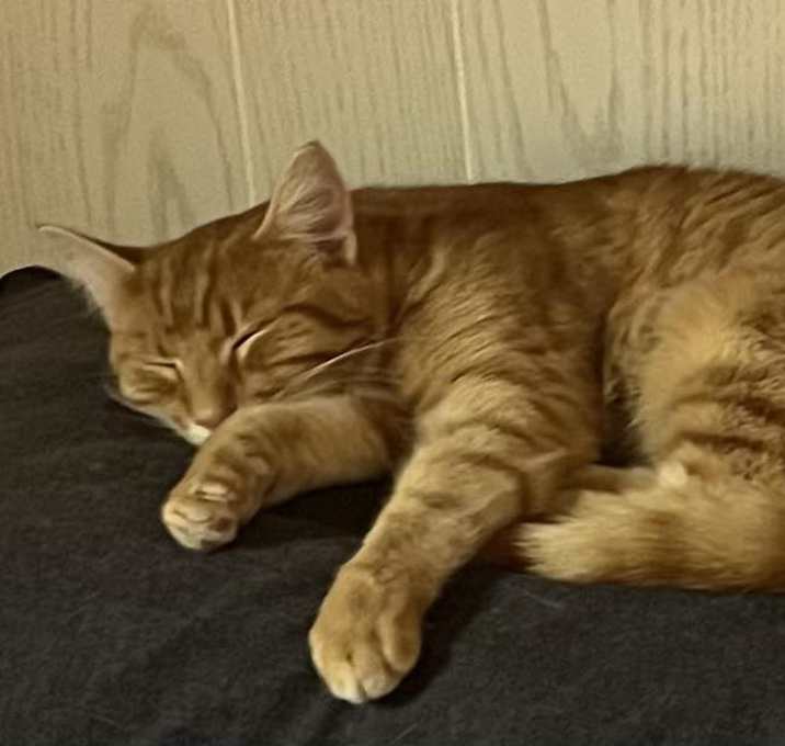 Photo of Dunkin