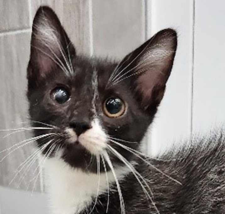 Photo of Asher