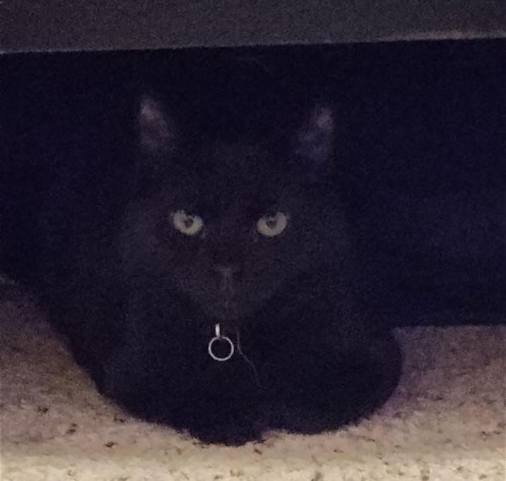 Photo of Morticia