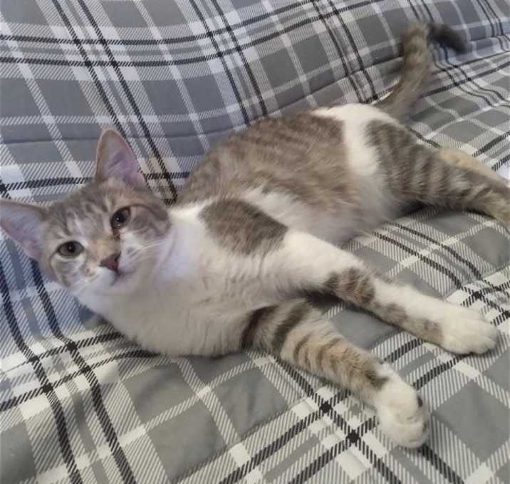 Photo of Tinsel