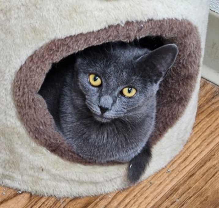 Photo of Atlas