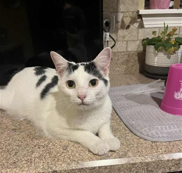 Photo of Sugar