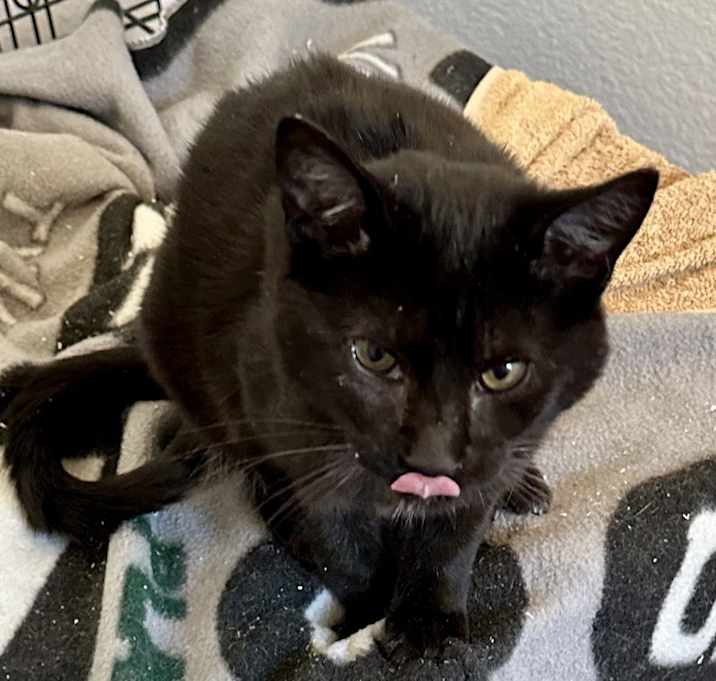 Photo of Elvira (FeLV +)
